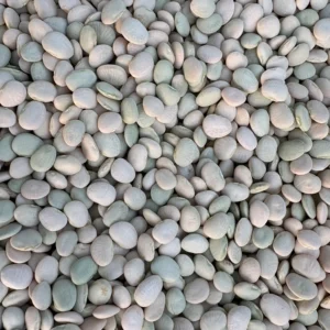 Pile of white lima beans sitting on top of a table