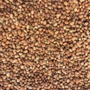 Close-up of dried brown beans