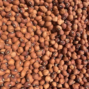 Heap of brown legumes on display