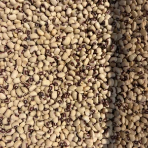 Beans with black spots in sunlight