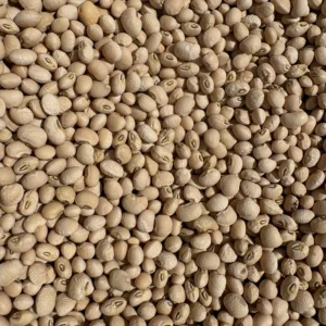 Close-up of dried beans
