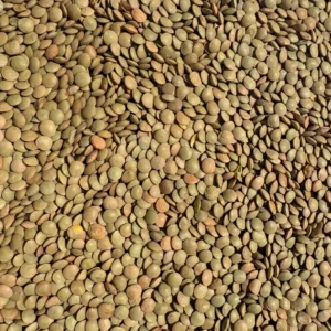 Pile of uncooked green lentils